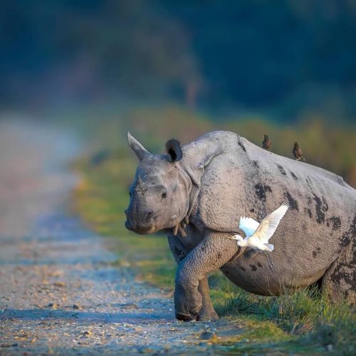 Kaziranga-National-park
